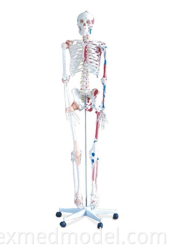 Human Skeleton with Colored Muscular